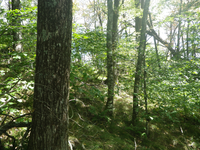 GRSM Accuracy Assessment. Plot Code: GRSM_AA_0020_3