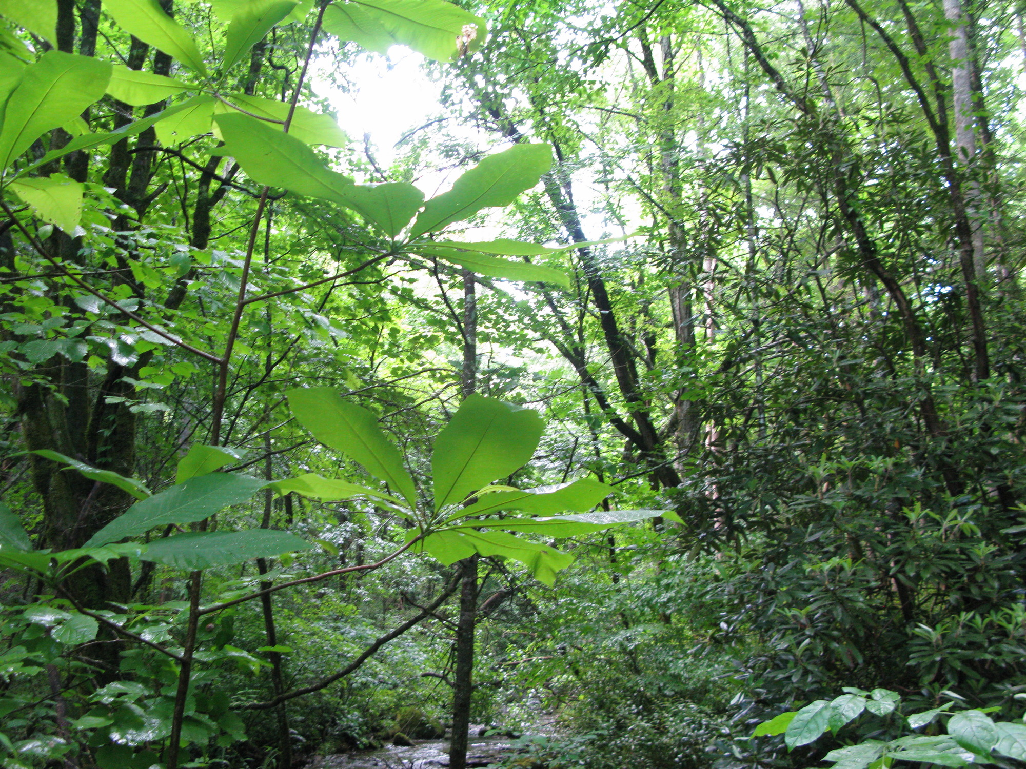 GRSM Accuracy Assessment. Plot Code: GRSM_AA_0567