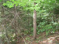 GRSM Accuracy Assessment. Plot Code: GRSM_AA_0739_4