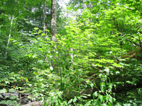 GRSM Accuracy Assessment. Plot Code: GRSM_AA_0850_3