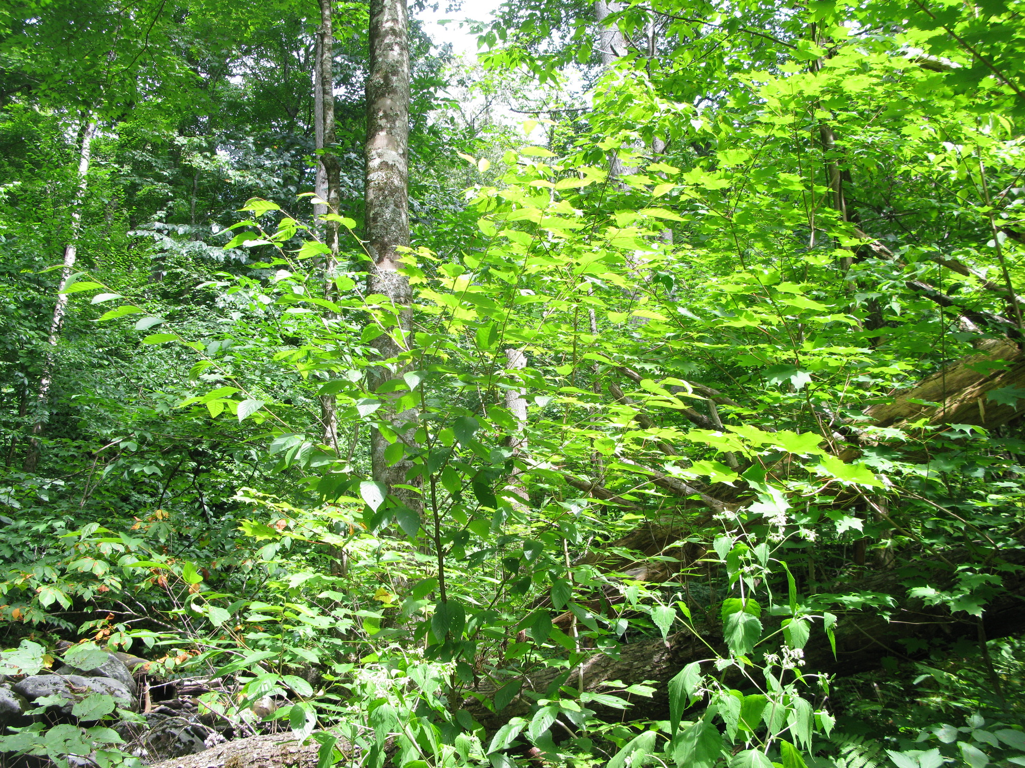 GRSM Accuracy Assessment. Plot Code: GRSM_AA_0850_3