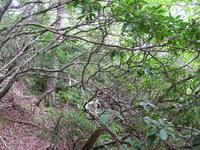 GRSM Accuracy Assessment. Plot Code: GRSM_AA_0894_3