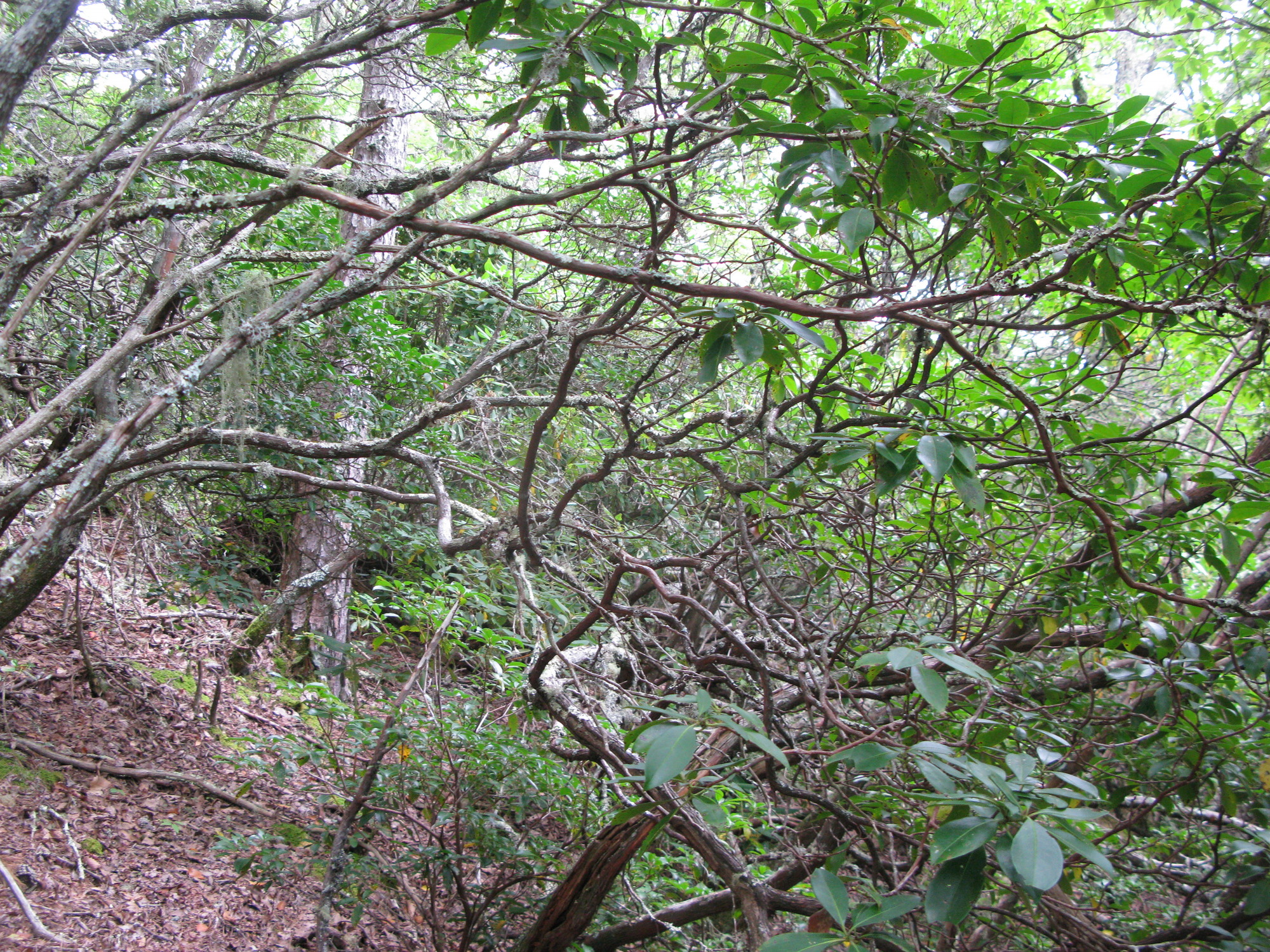 GRSM Accuracy Assessment. Plot Code: GRSM_AA_0894_3