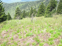 GRSM Accuracy Assessment. Plot Code: GRSM_AA_0943_5