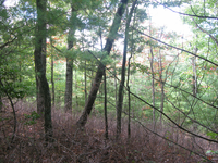 GRSM Accuracy Assessment. Plot Code: GRSM_AA_0609_6