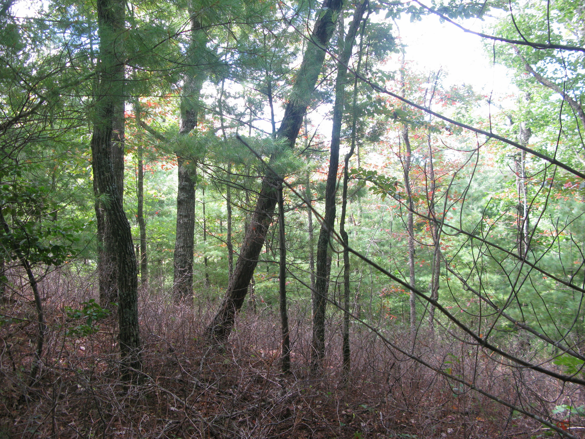 GRSM Accuracy Assessment. Plot Code: GRSM_AA_0609_6