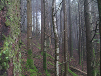 GRSM Accuracy Assessment. Plot Code: GRSM_AA_0630_3