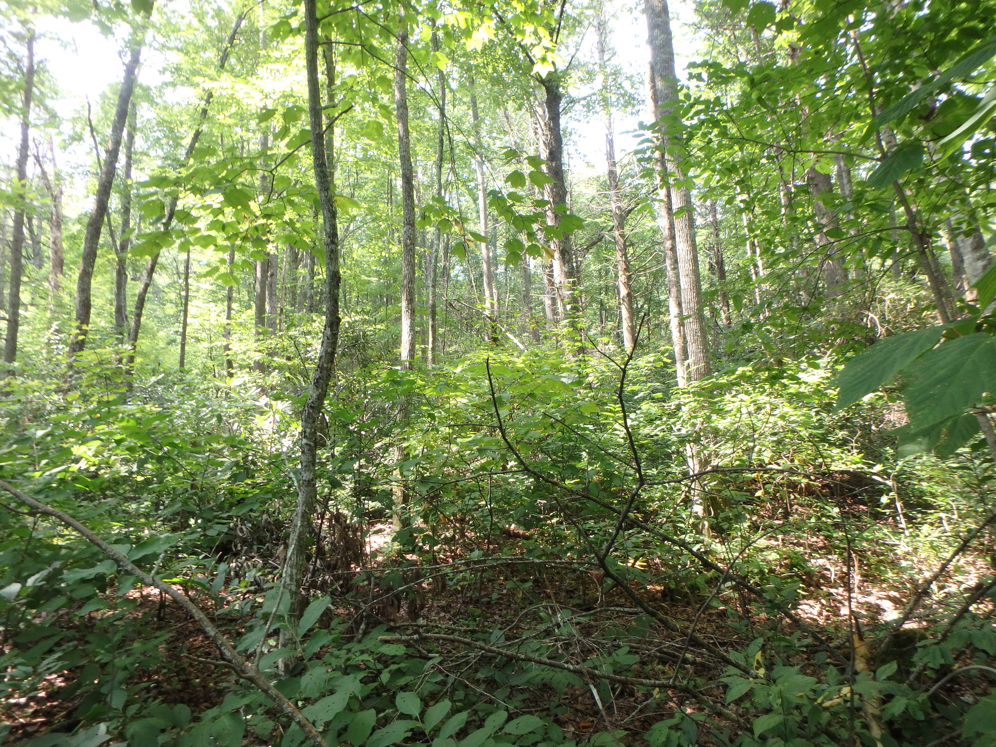 GRSM Accuracy Assessment. Plot Code: GRSM_AA_0282_5