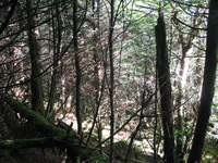 GRSM Accuracy Assessment. Plot Code: GRSM_AA_0402_6