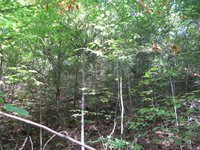 GRSM Accuracy Assessment. Plot Code: GRSM_AA_0778_2