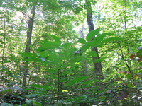 GRSM Accuracy Assessment. Plot Code: GRSM_AA_0842_5