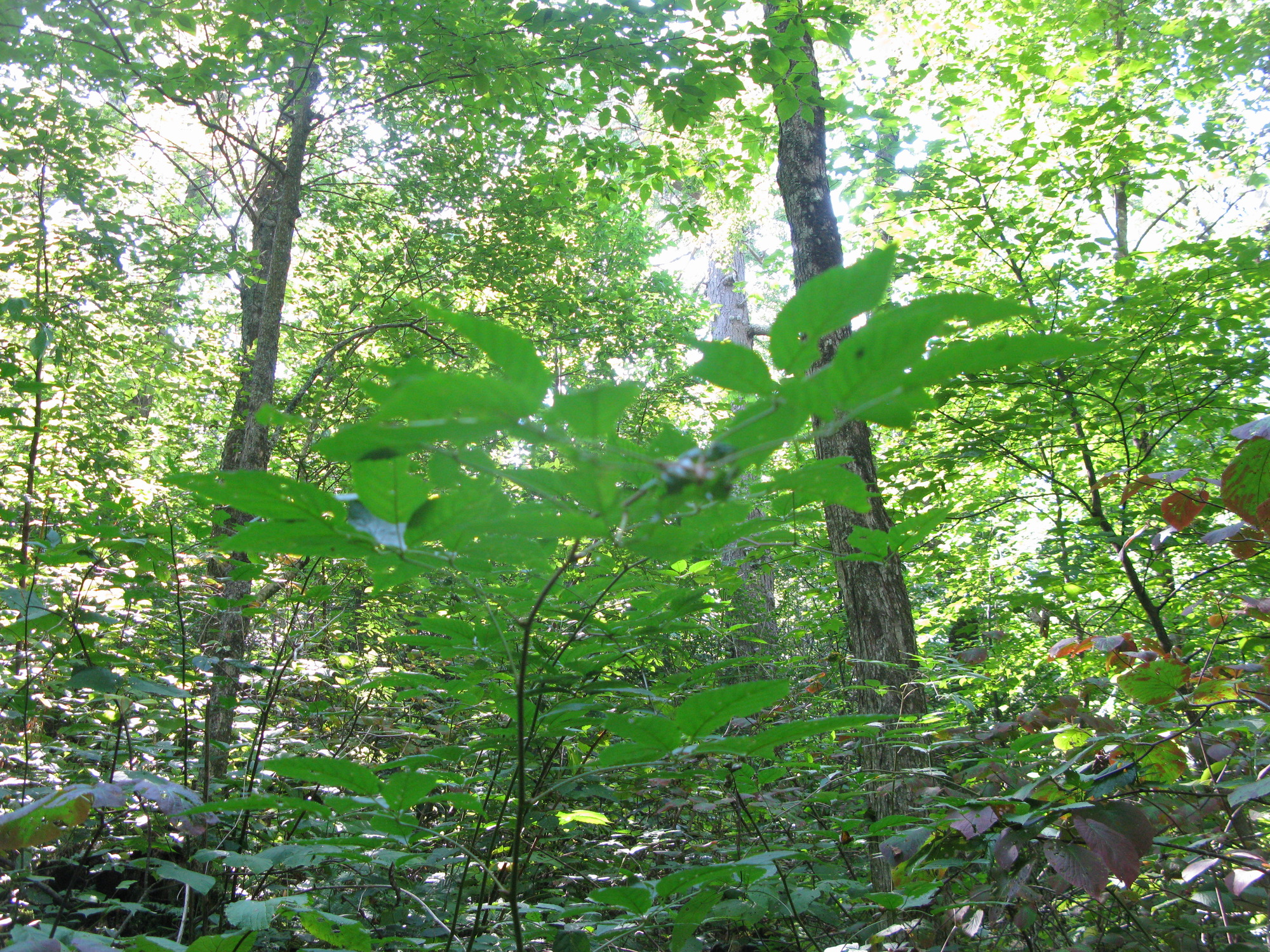 GRSM Accuracy Assessment. Plot Code: GRSM_AA_0842_5