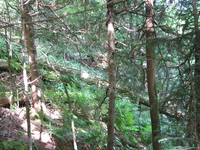 GRSM Accuracy Assessment. Plot Code: GRSM_AA_0892_3