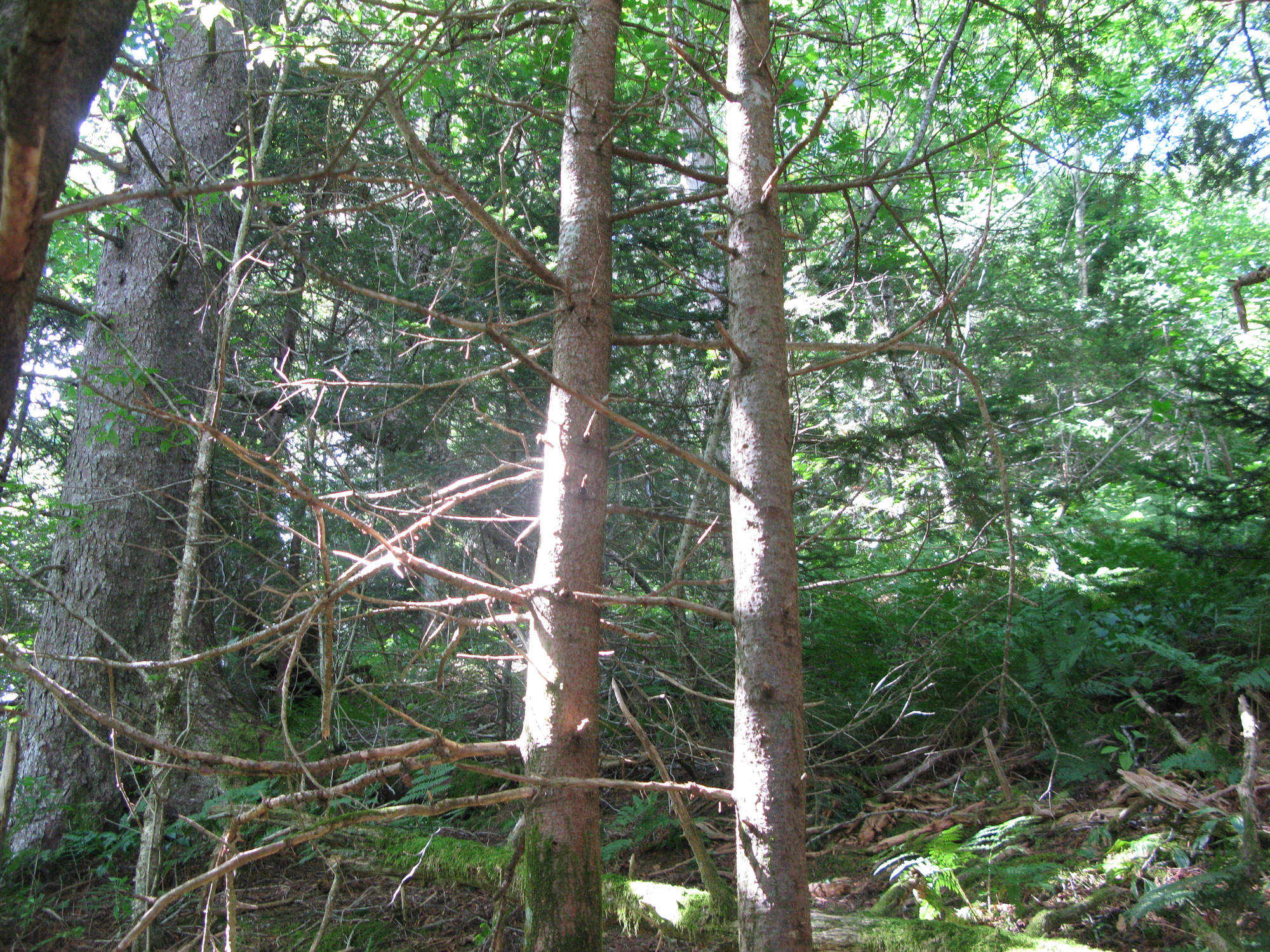 GRSM Accuracy Assessment. Plot Code: GRSM_AA_0892_6