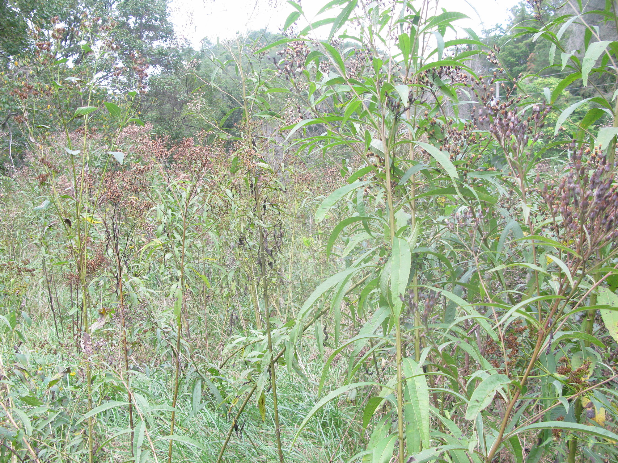 GRSM Accuracy Assessment. Plot Code: GRSM_AA_0407_2