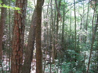 GRSM Accuracy Assessment. Plot Code: GRSM_AA_0180_6