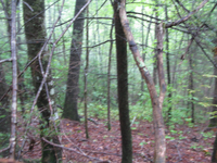 GRSM Accuracy Assessment. Plot Code: GRSM_AA_0237_4