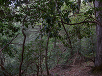 GRSM Accuracy Assessment. Plot Code: GRSM_AA_0915_5