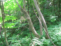 GRSM Accuracy Assessment. Plot Code: GRSM_AA_0738_3