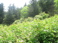 GRSM Accuracy Assessment. Plot Code: GRSM_AA_0628_5