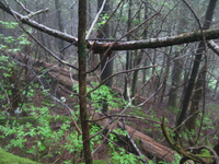 GRSM Accuracy Assessment. Plot Code: GRSM_AA_0630_4