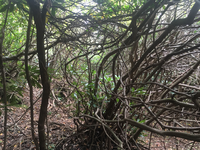 GRSM Accuracy Assessment. Plot Code: GRSM_AA_0406_3