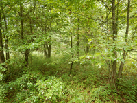 GRSM Accuracy Assessment. Plot Code: GRSM_AA_0709_5