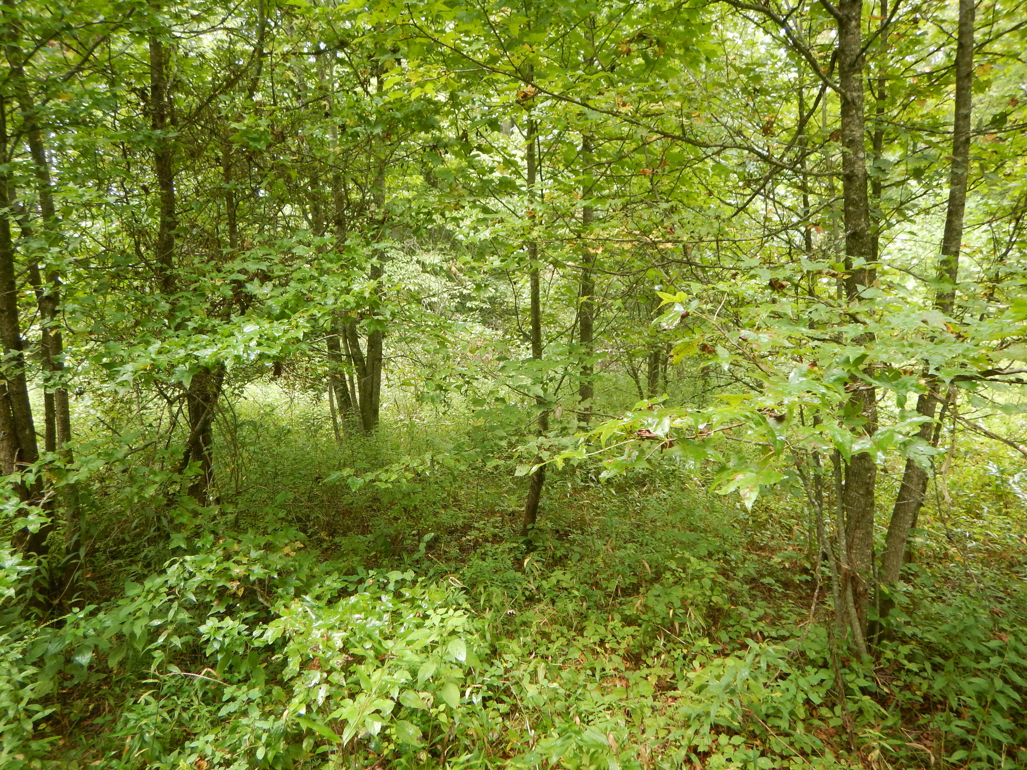 GRSM Accuracy Assessment. Plot Code: GRSM_AA_0709_5