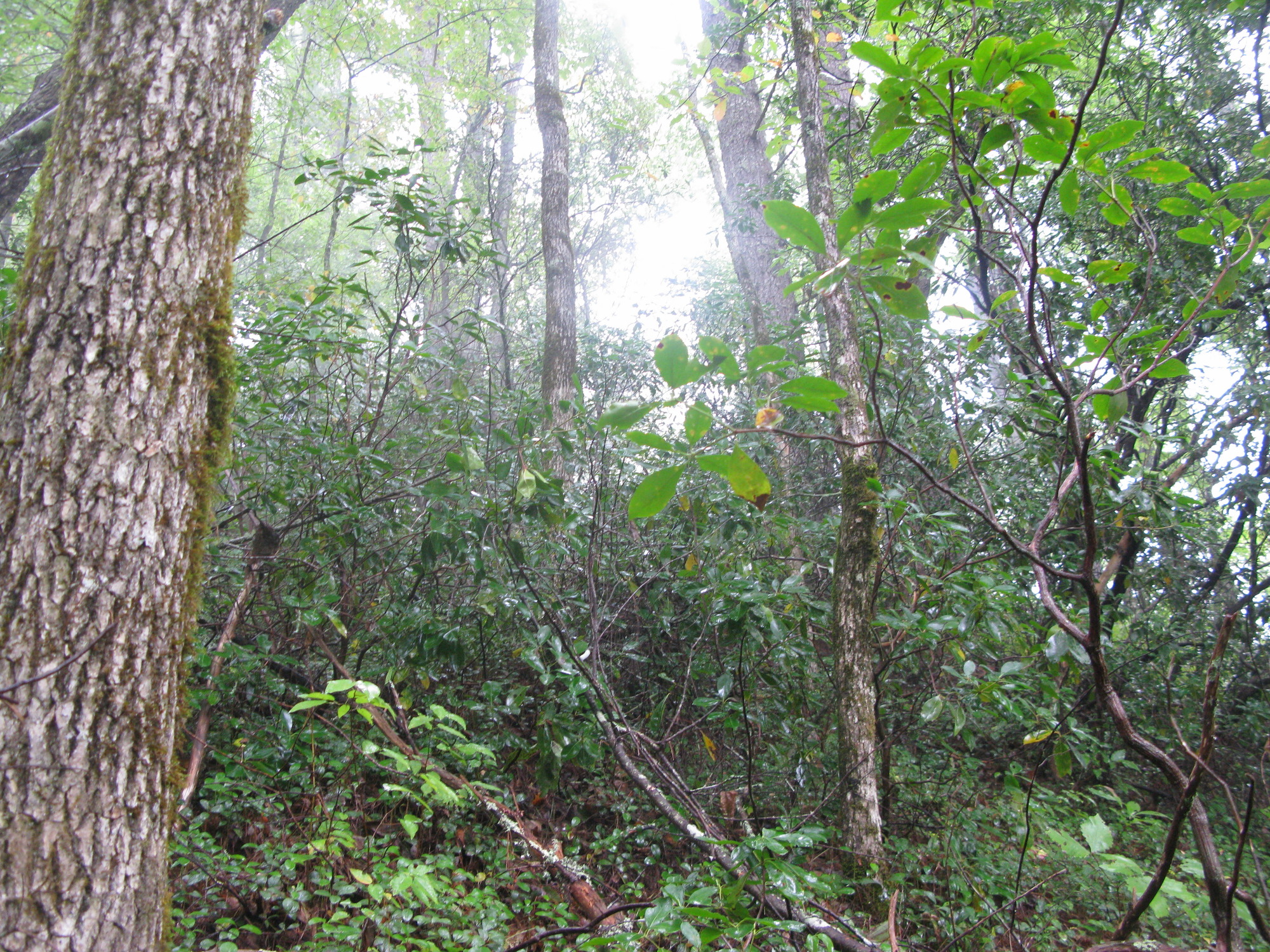 GRSM Accuracy Assessment. Plot Code: GRSM_AA_0212_2