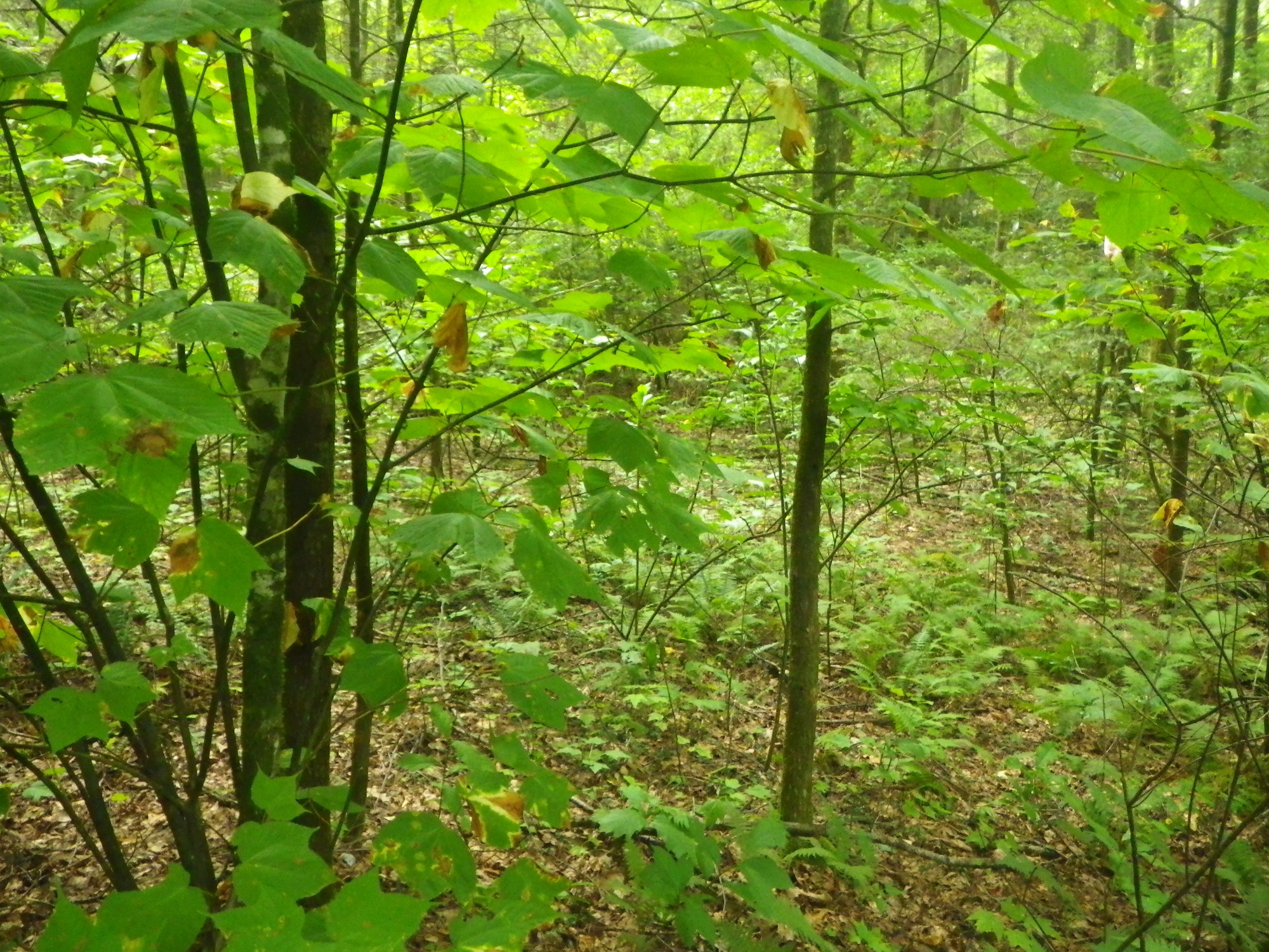 GRSM Accuracy Assessment. Plot Code: GRSM_AA_0664_4