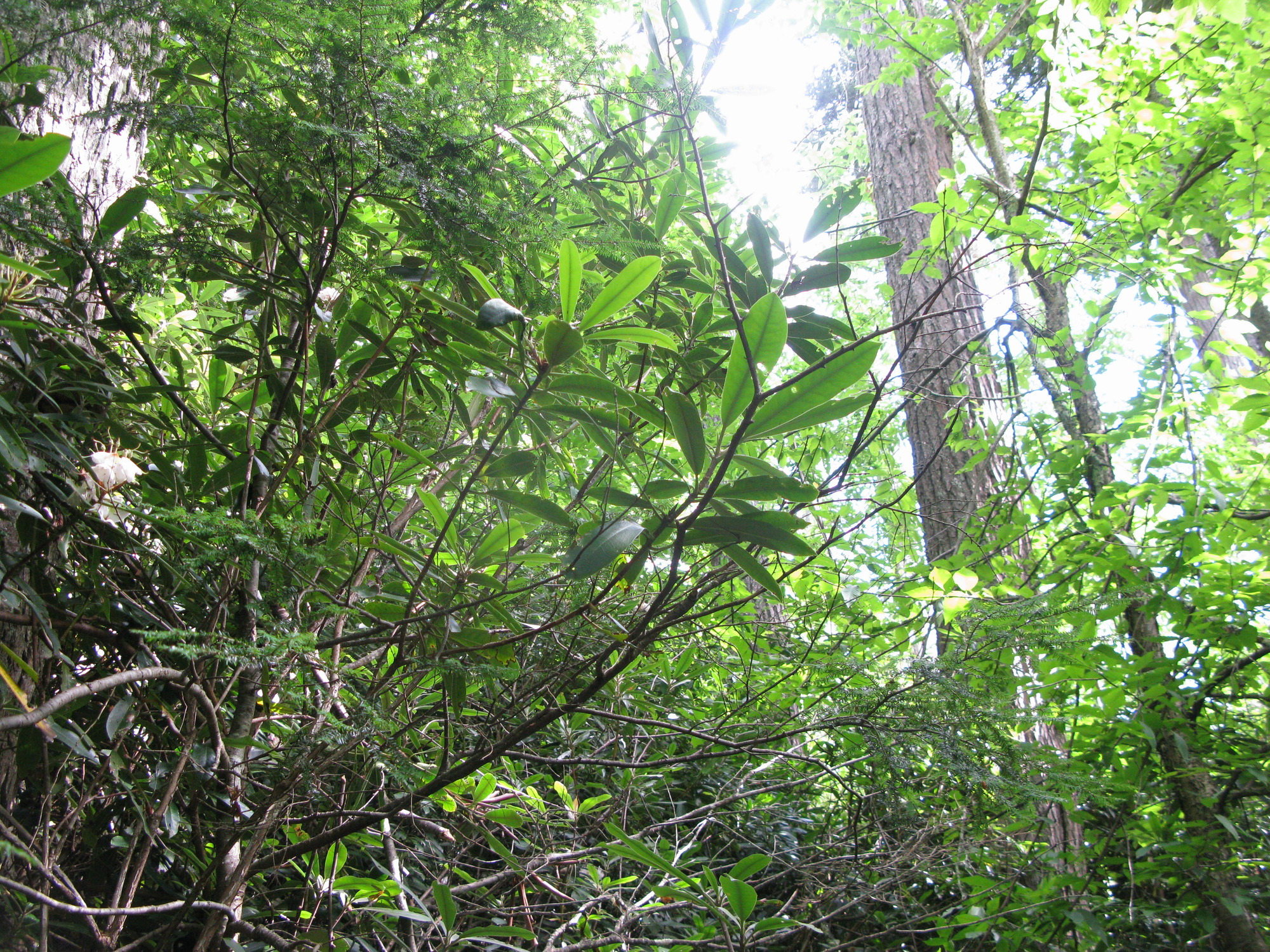 GRSM Accuracy Assessment. Plot Code: GRSM_AA_0739_2