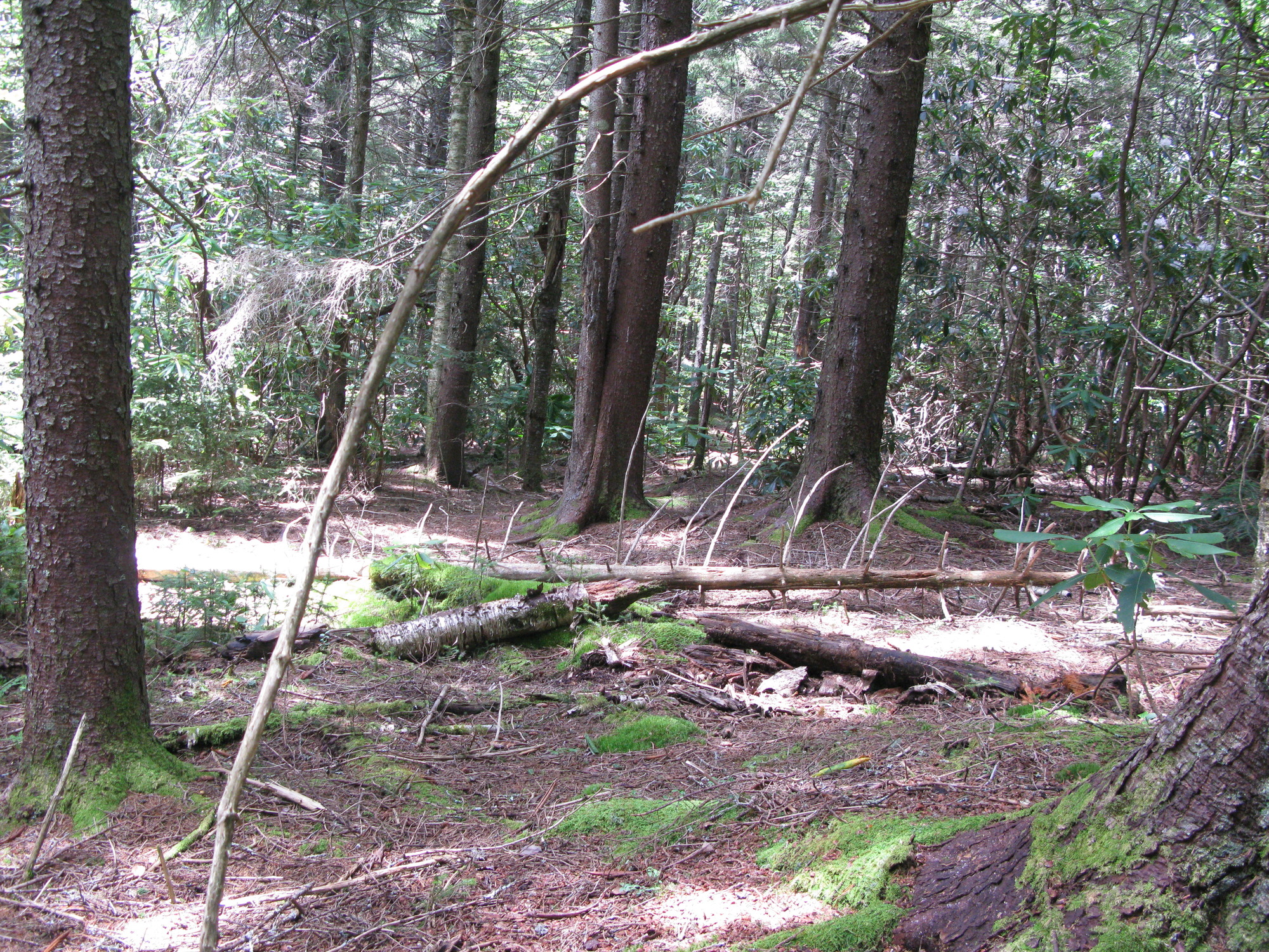 GRSM Accuracy Assessment. Plot Code: GRSM_AA_0011_5