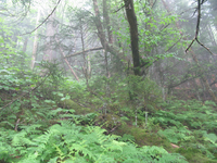 GRSM Accuracy Assessment. Plot Code: GRSM_AA_0360_4