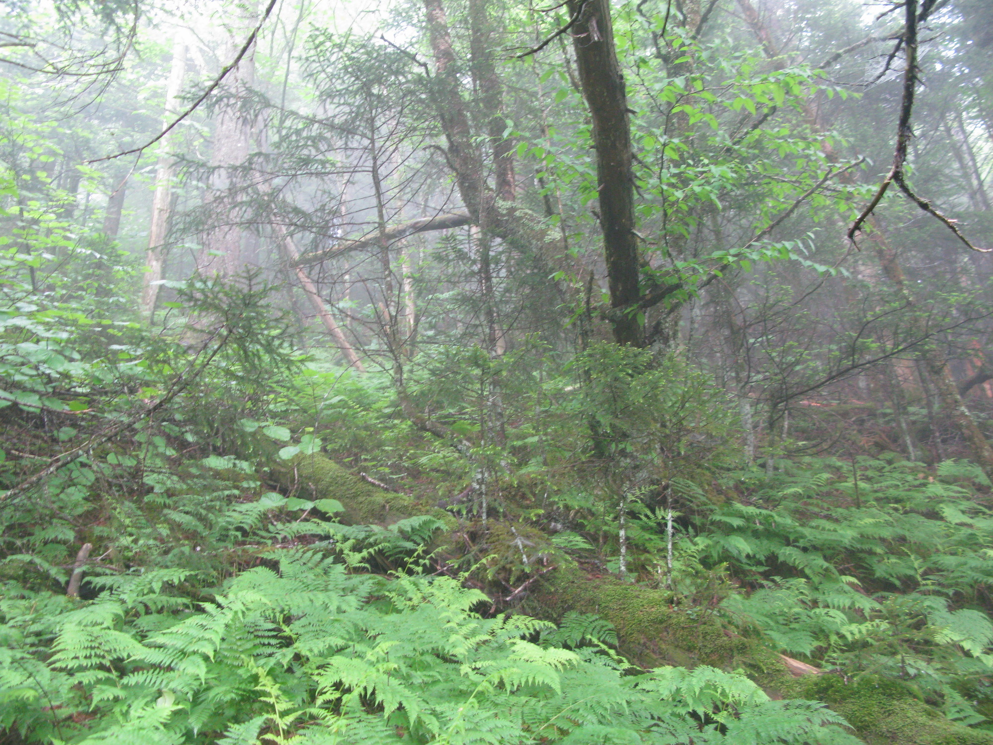 GRSM Accuracy Assessment. Plot Code: GRSM_AA_0360_4