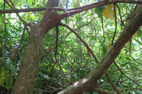 GRSM Accuracy Assessment. Plot Code: GRSM_AA_0941_4