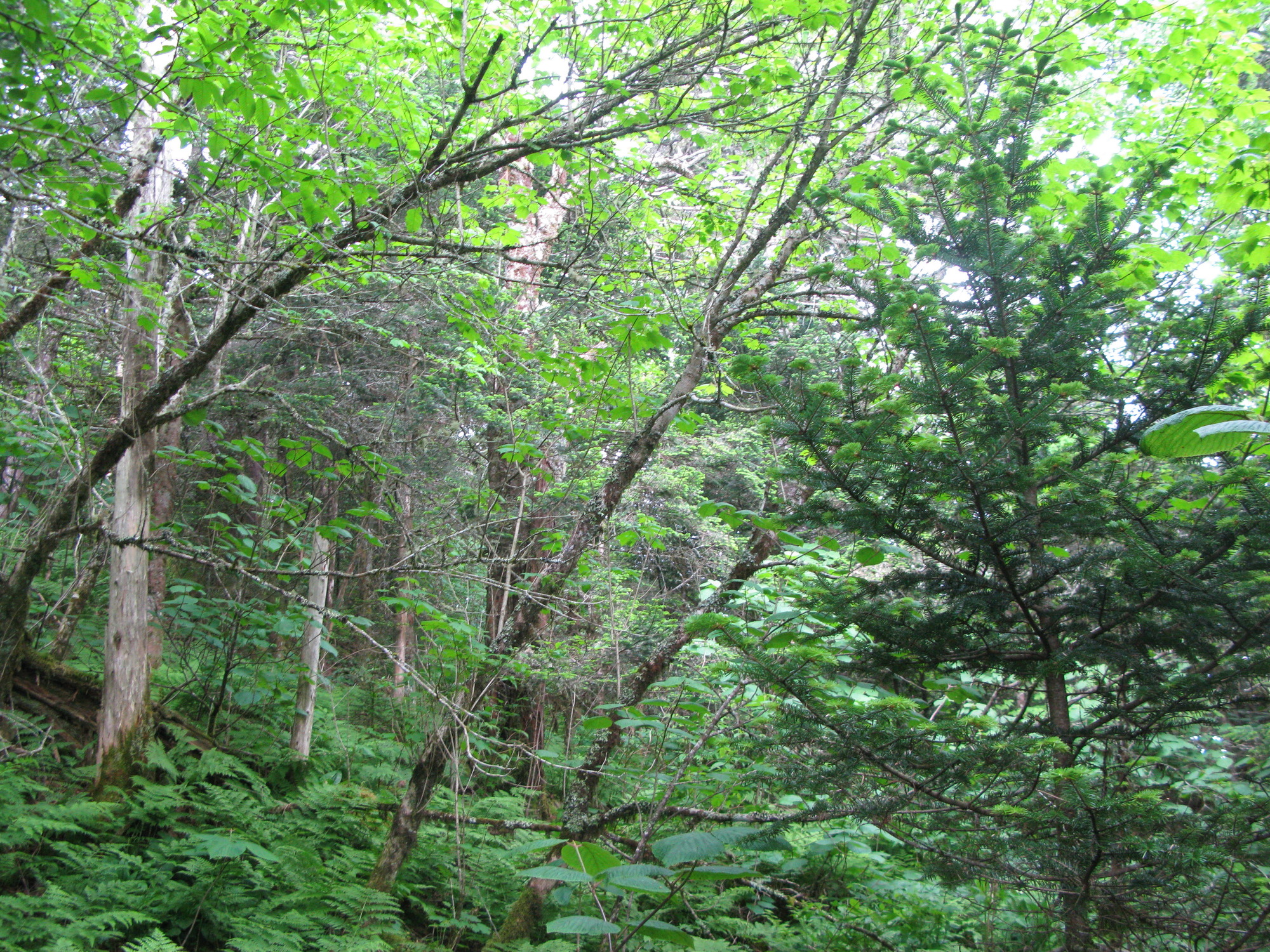 GRSM Accuracy Assessment. Plot Code: GRSM_AA_0081_6