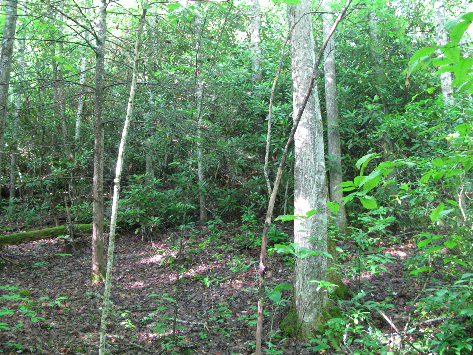 GRSM Accuracy Assessment. Plot Code: GRSM_AA_0129_4