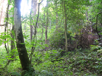 Plot Code: GRSM_AA_0617_3