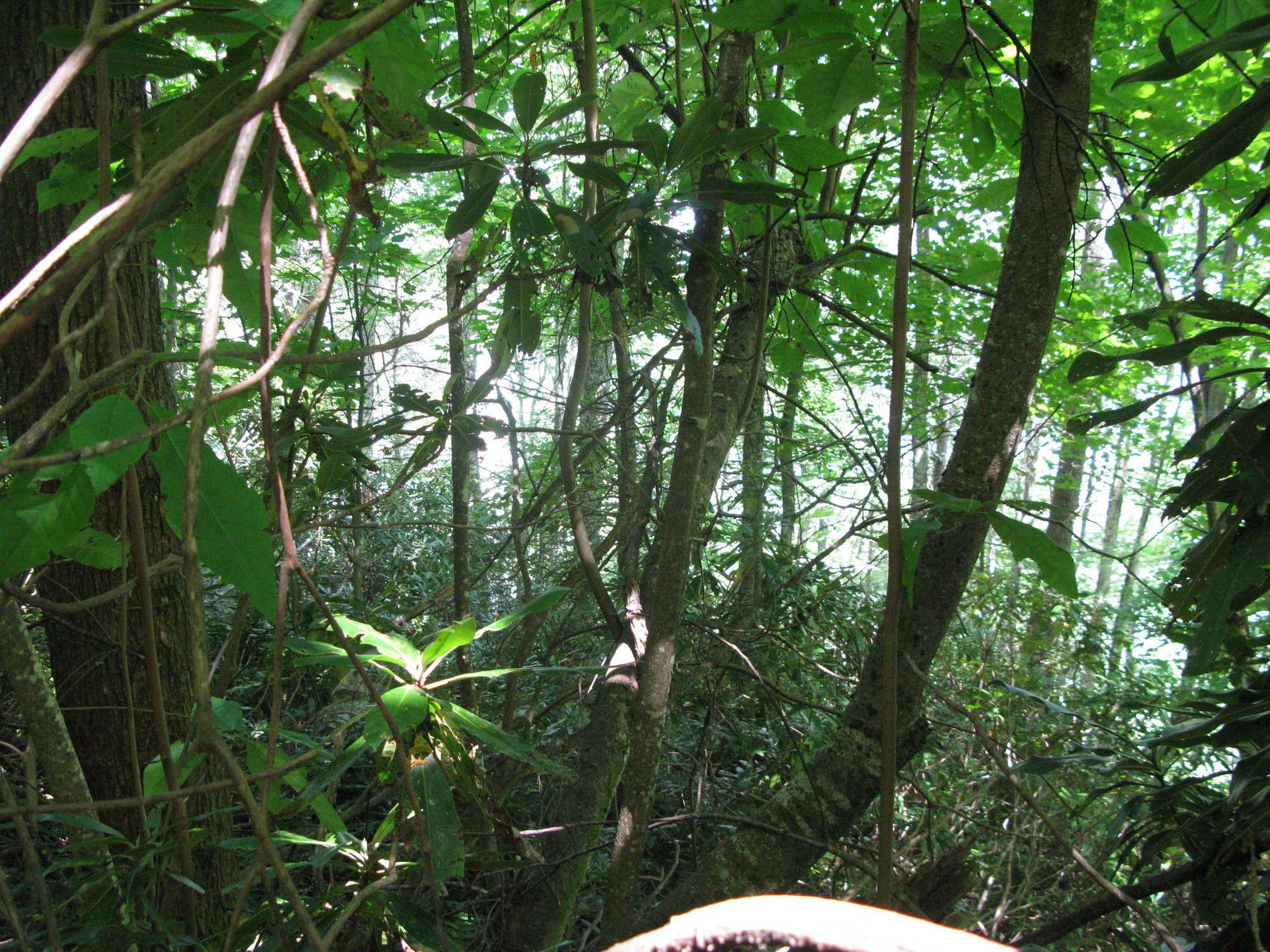 GRSM Accuracy Assessment. Plot Code: GRSM_AA_0644_2