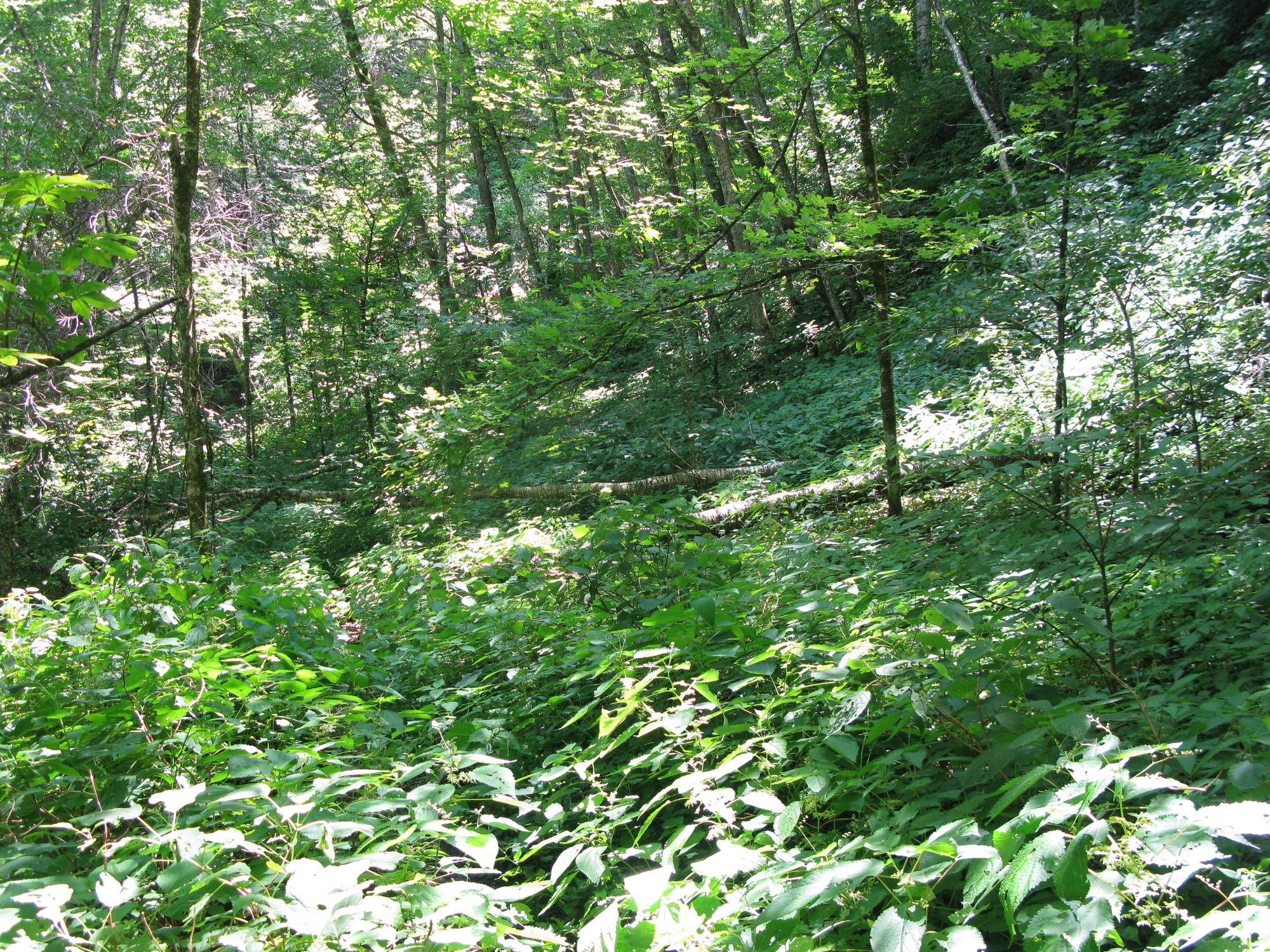 GRSM Accuracy Assessment. Plot Code: GRSM_AA_0852_4