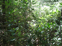 GRSM Accuracy Assessment. Plot Code: GRSM_AA_0119_5