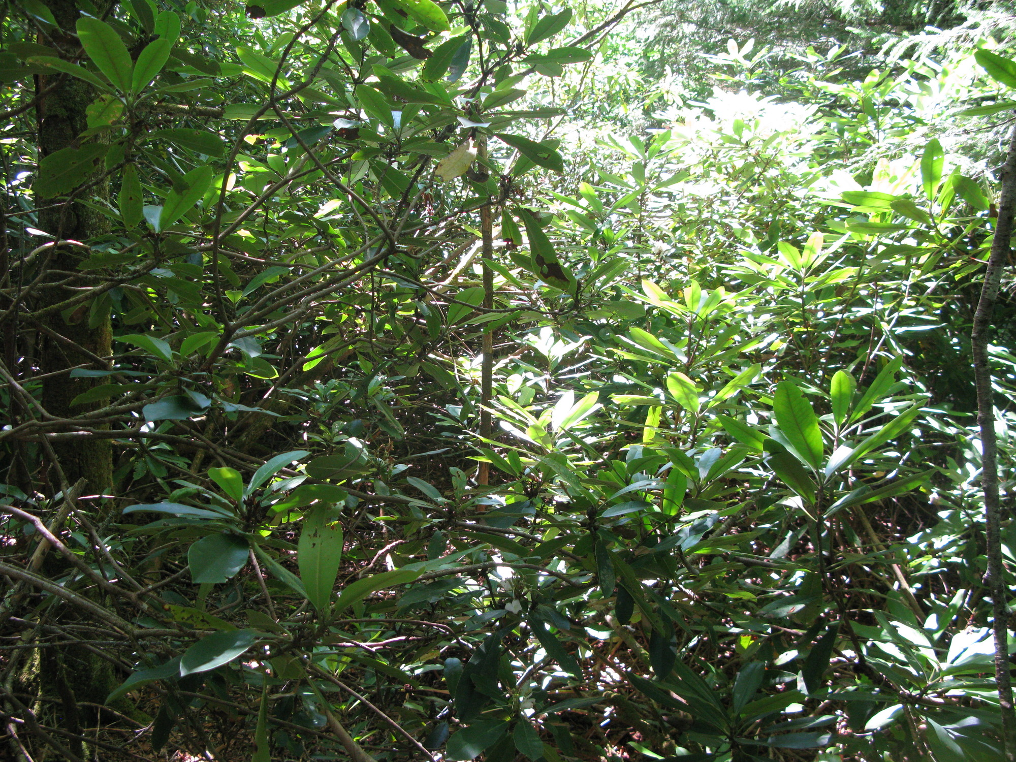 GRSM Accuracy Assessment. Plot Code: GRSM_AA_0119_5