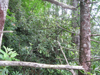 GRSM Accuracy Assessment. Plot Code: GRSM_AA_0158_4