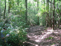 GRSM Accuracy Assessment. Plot Code: GRSM_AA_0196_4