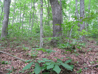 GRSM Accuracy Assessment. Plot Code: GRSM_AA_0230_5