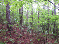 GRSM Accuracy Assessment. Plot Code: GRSM_AA_0397_6