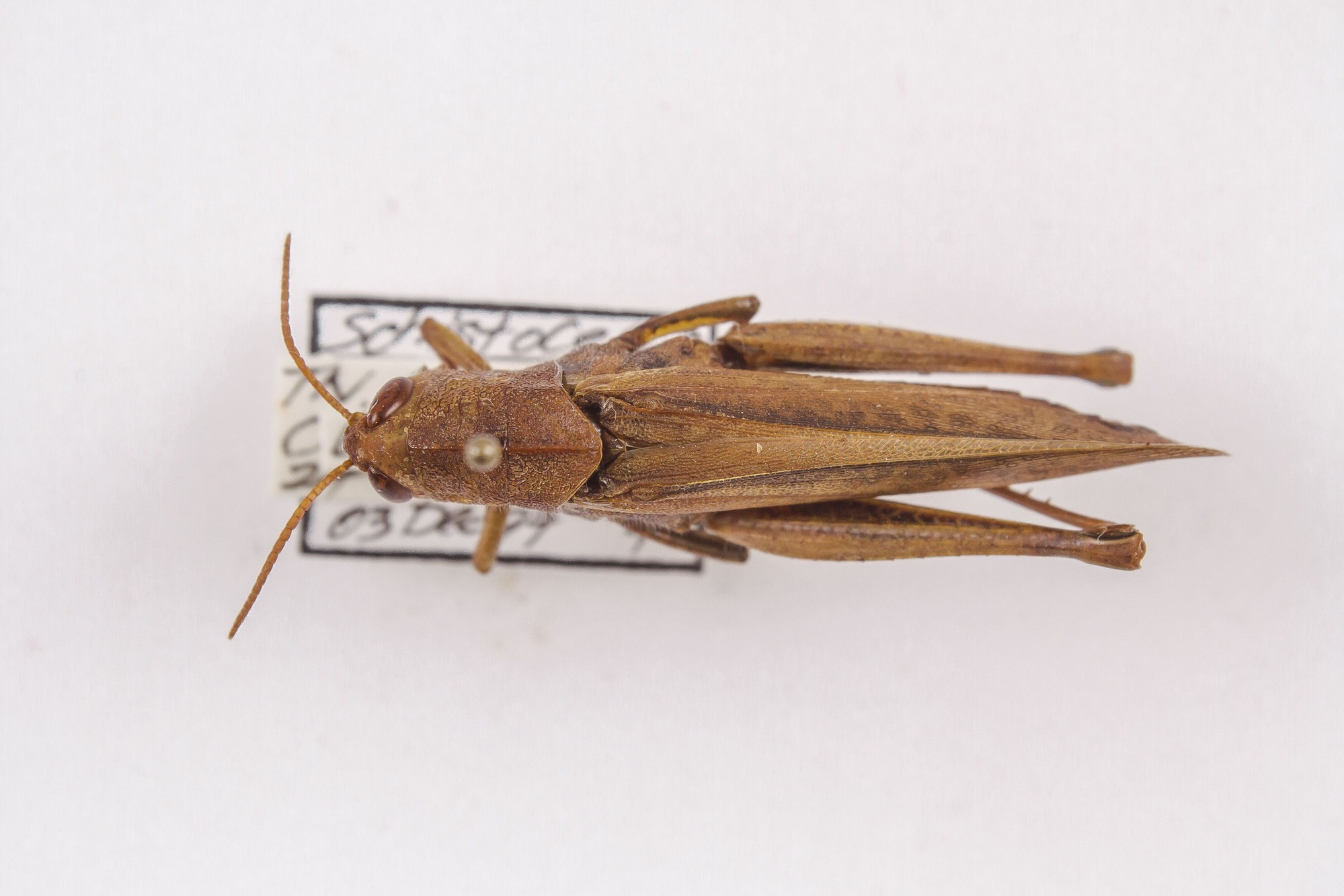 Image of Schistocerca damnifica, a species of Animalia