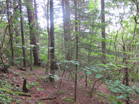 GRSM Accuracy Assessment. Plot Code: GRSM_AA_0160_4