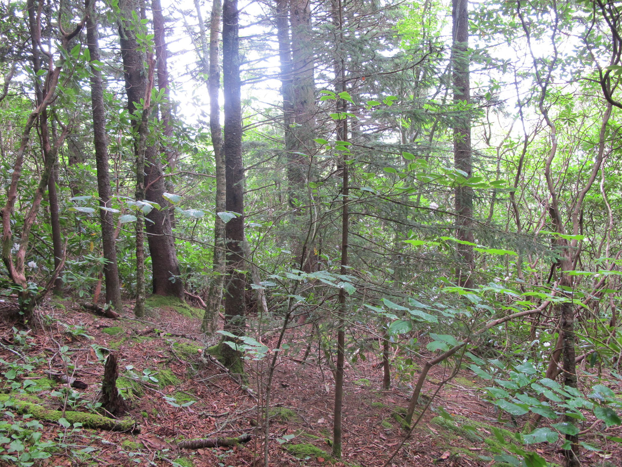 GRSM Accuracy Assessment. Plot Code: GRSM_AA_0160_4