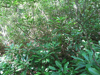 GRSM Accuracy Assessment. Plot Code: GRSM_AA_0119_2